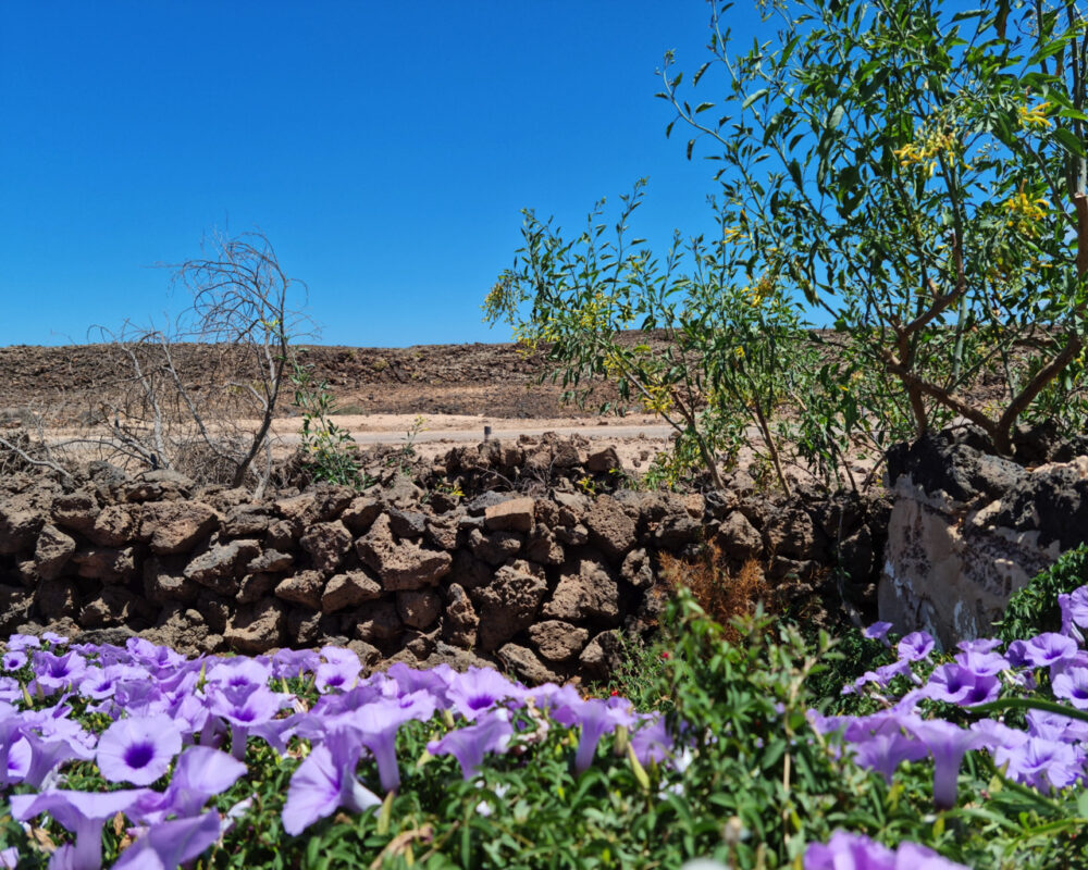 Apartment el roque el cotillo fuerteventura for seasonal lets 703 704 4